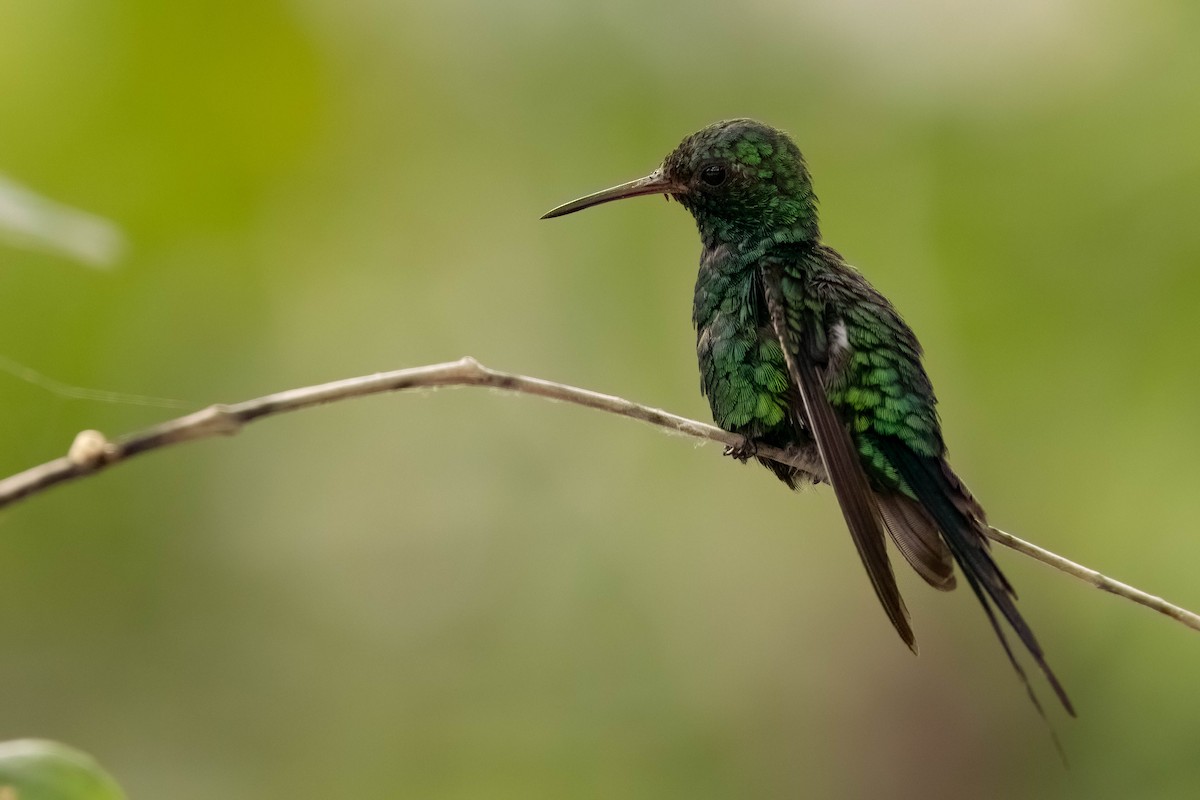 Cozumel Emerald - ML638571716