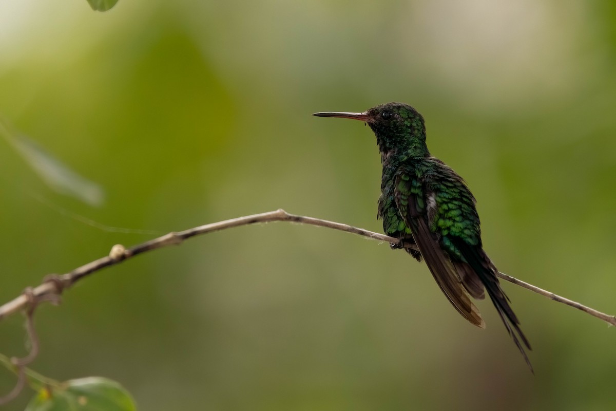 Cozumel Emerald - ML638571717