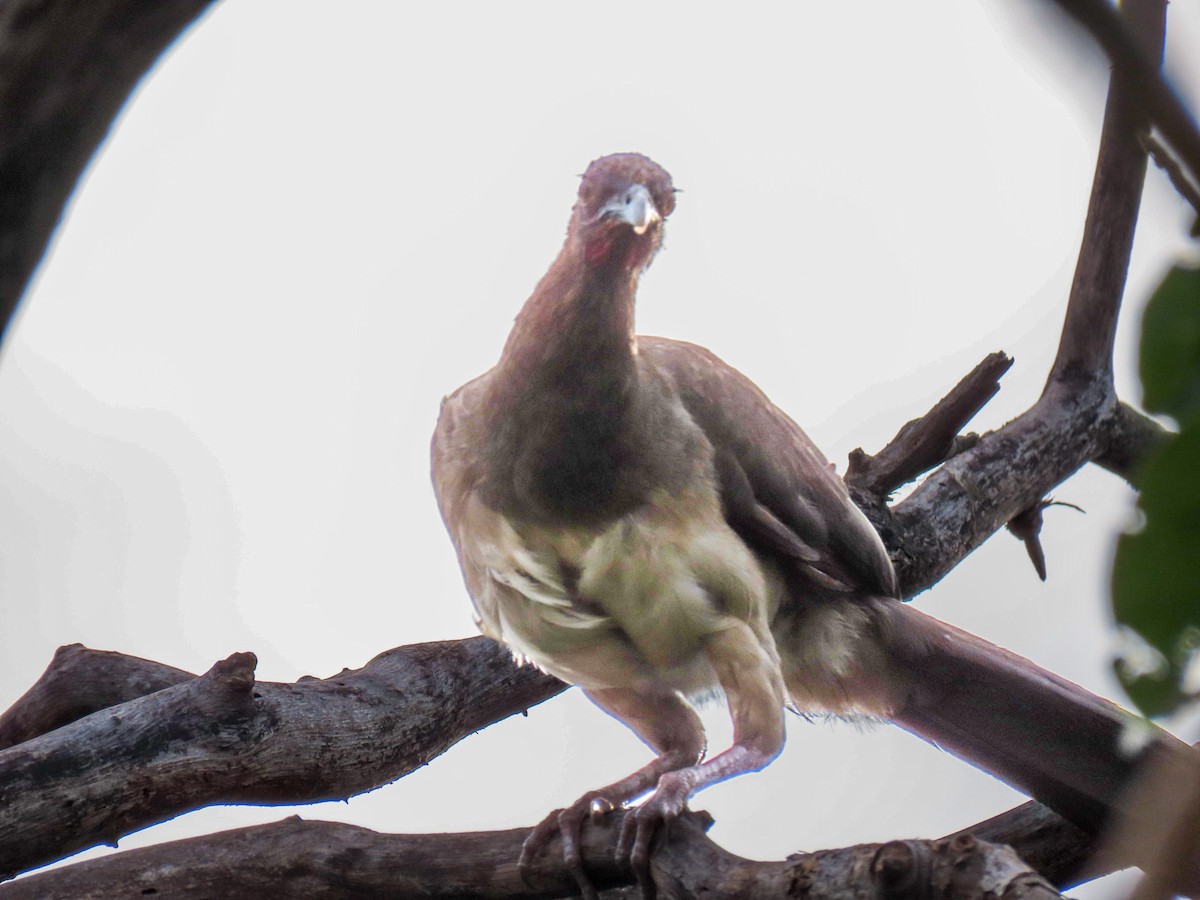 Chestnut-winged Chachalaca - ML638571719