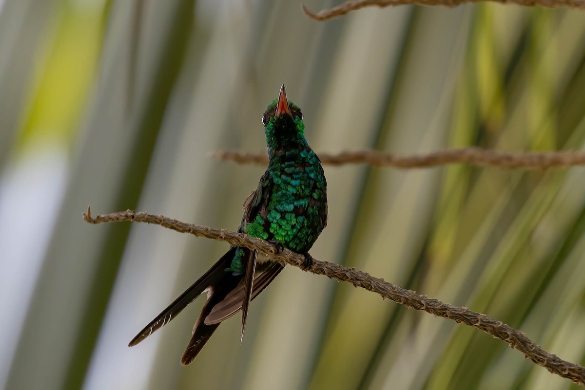 Cozumel Emerald - ML638571721