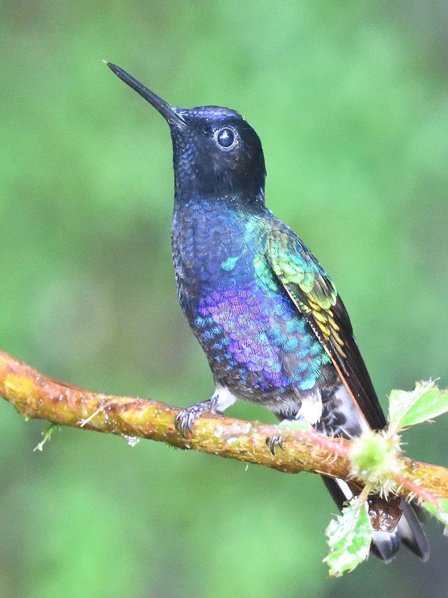 Velvet-purple Coronet - ML638571725