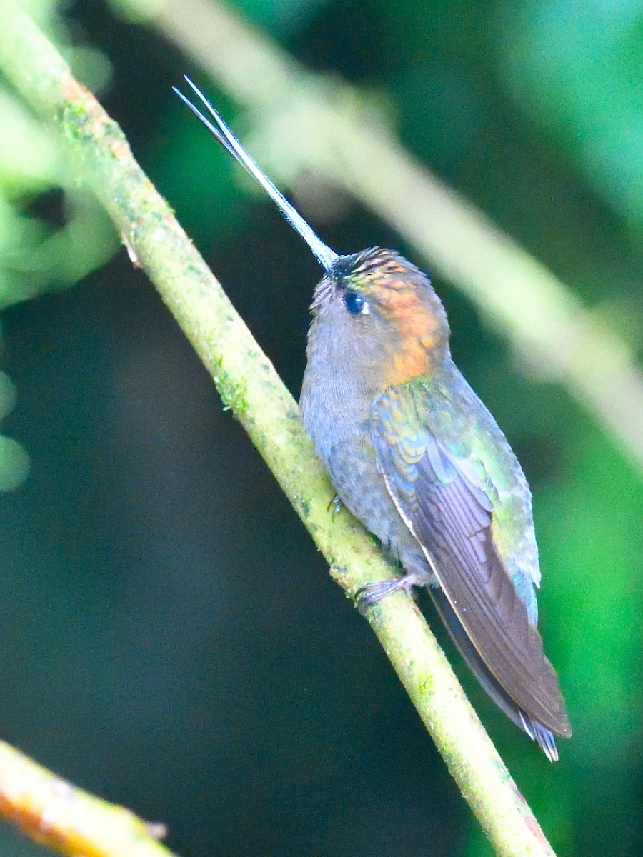 Green-fronted Lancebill - ML638571726