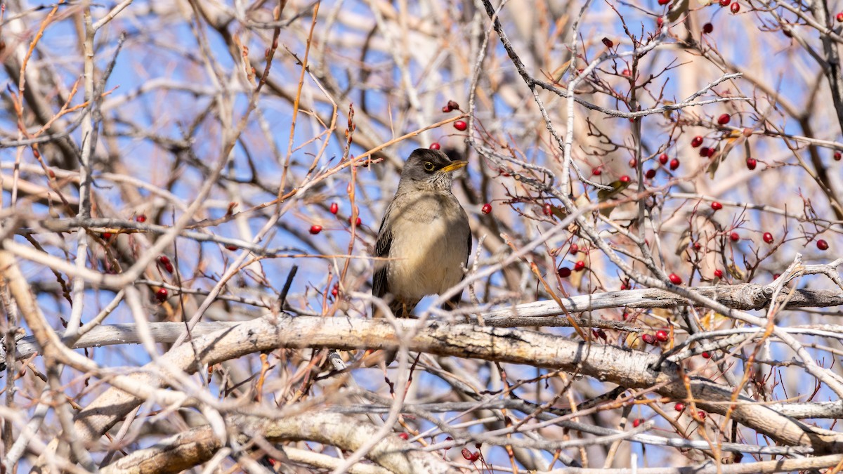 Austral Thrush - ML638571727