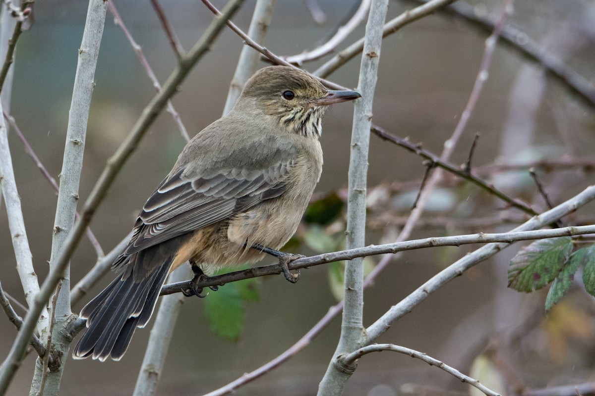 Great Shrike-Tyrant - ML638571732