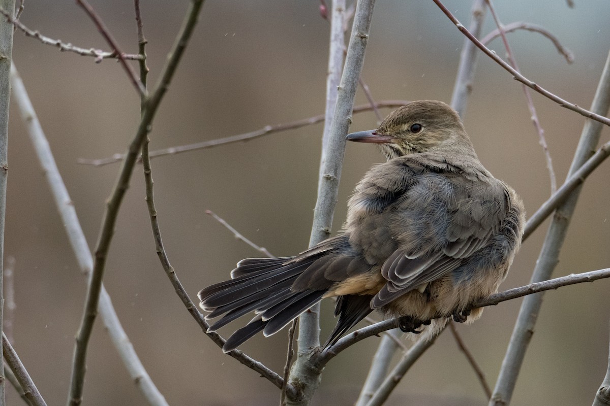 Great Shrike-Tyrant - ML638571733