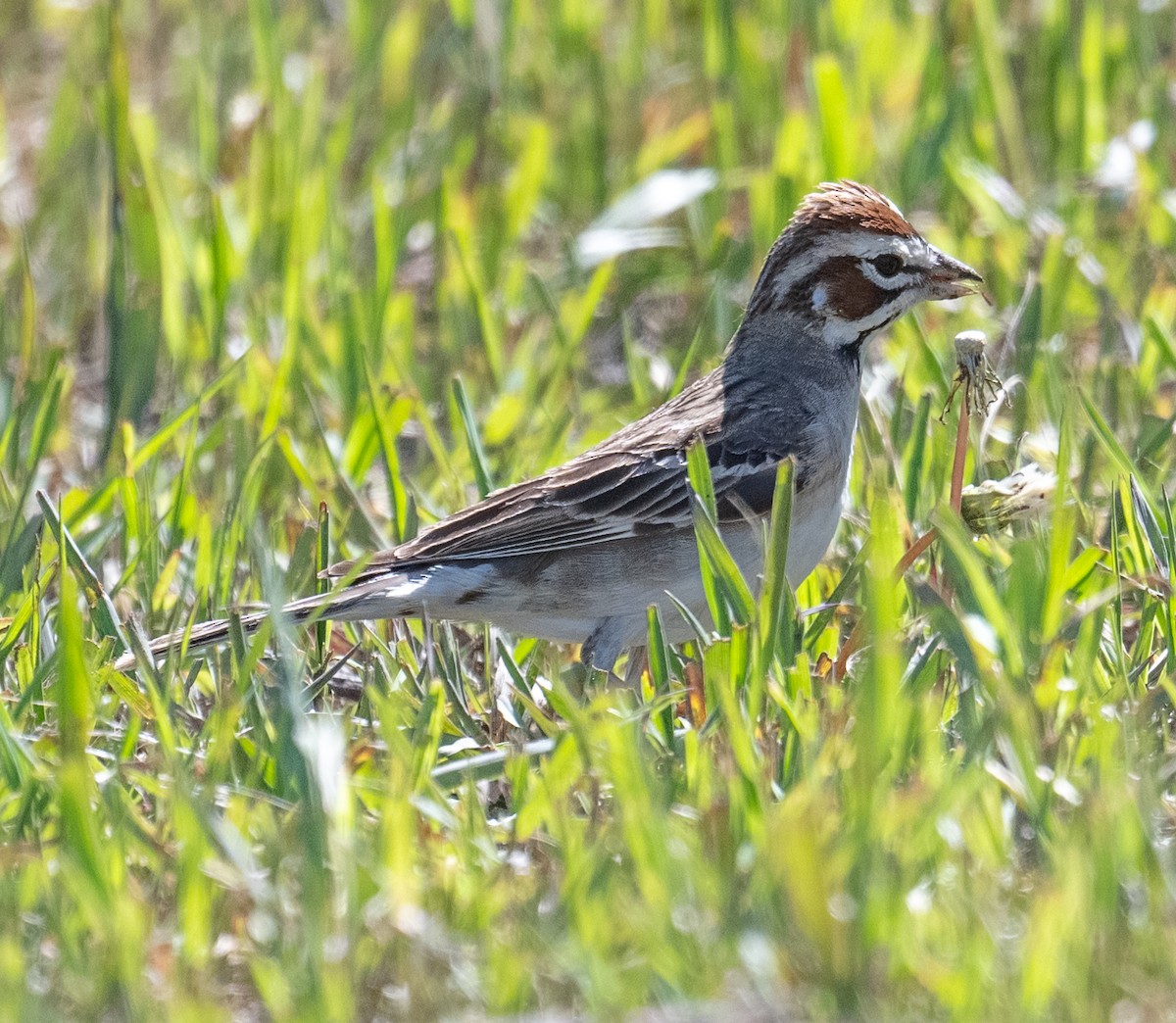 Lark Sparrow - ML638571737