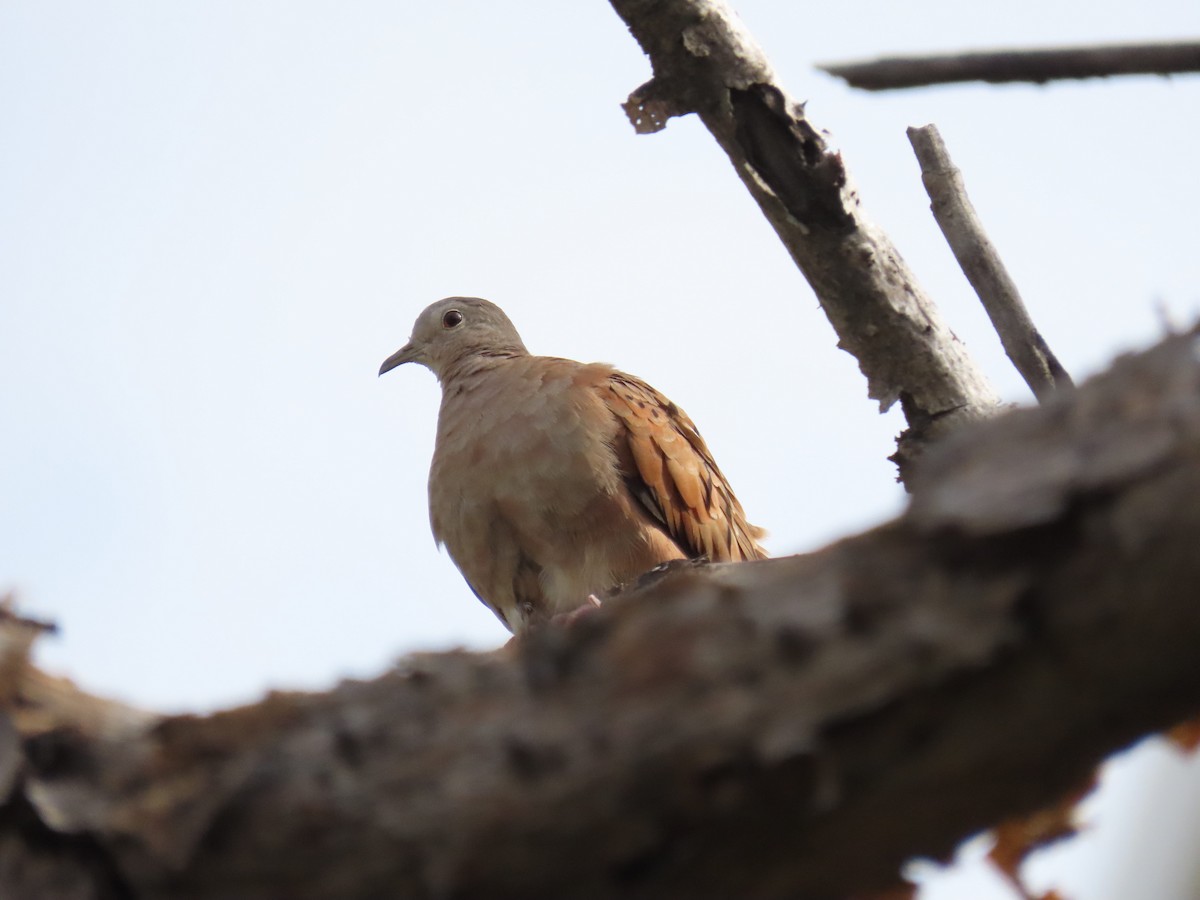 Ruddy Ground Dove - ML638571738