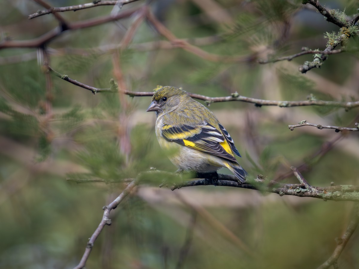 Hooded Siskin - ML638571754