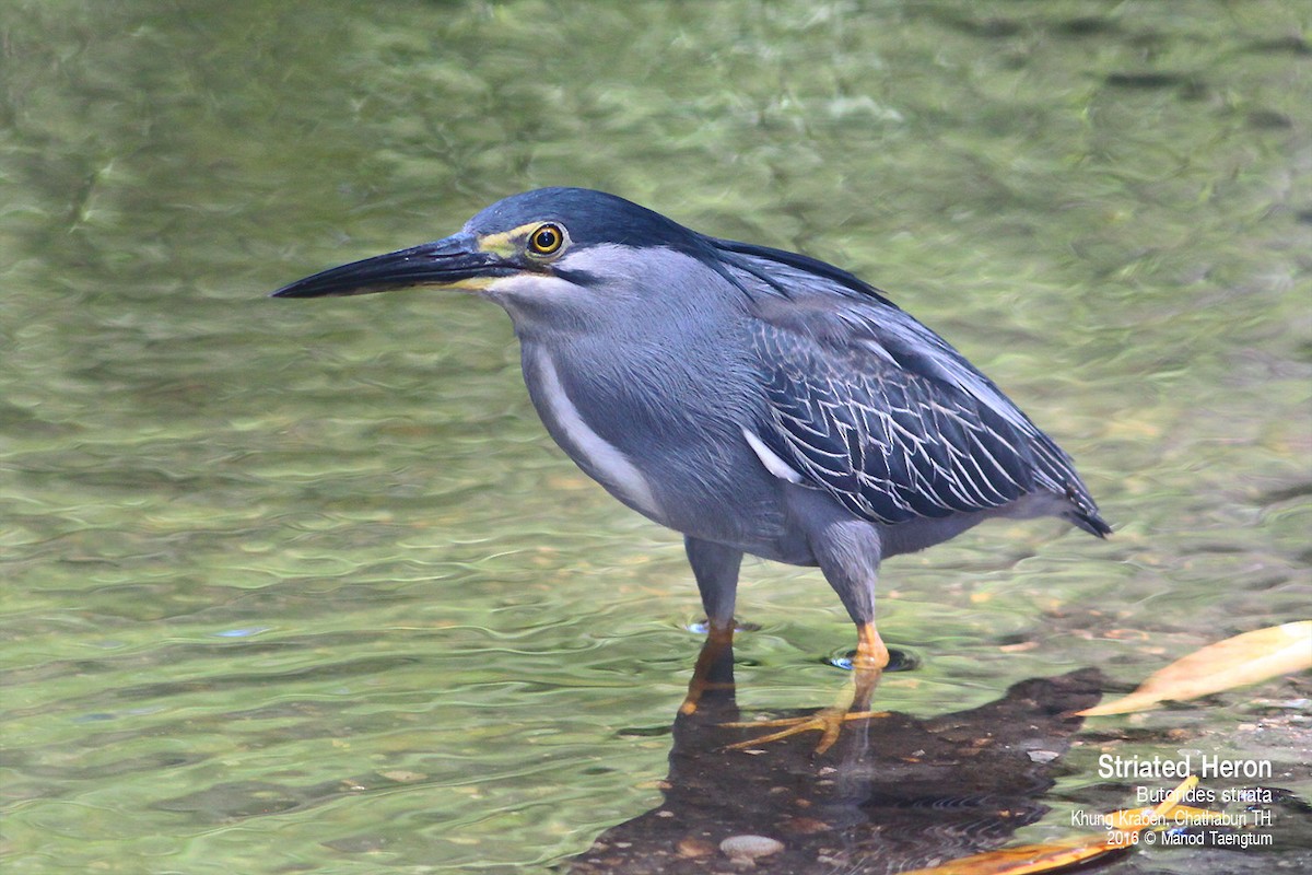 Little Heron - ML638571757