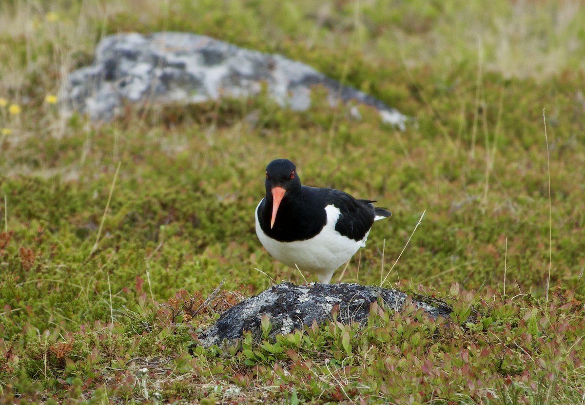Eurasian Oystercatcher - ML638571763