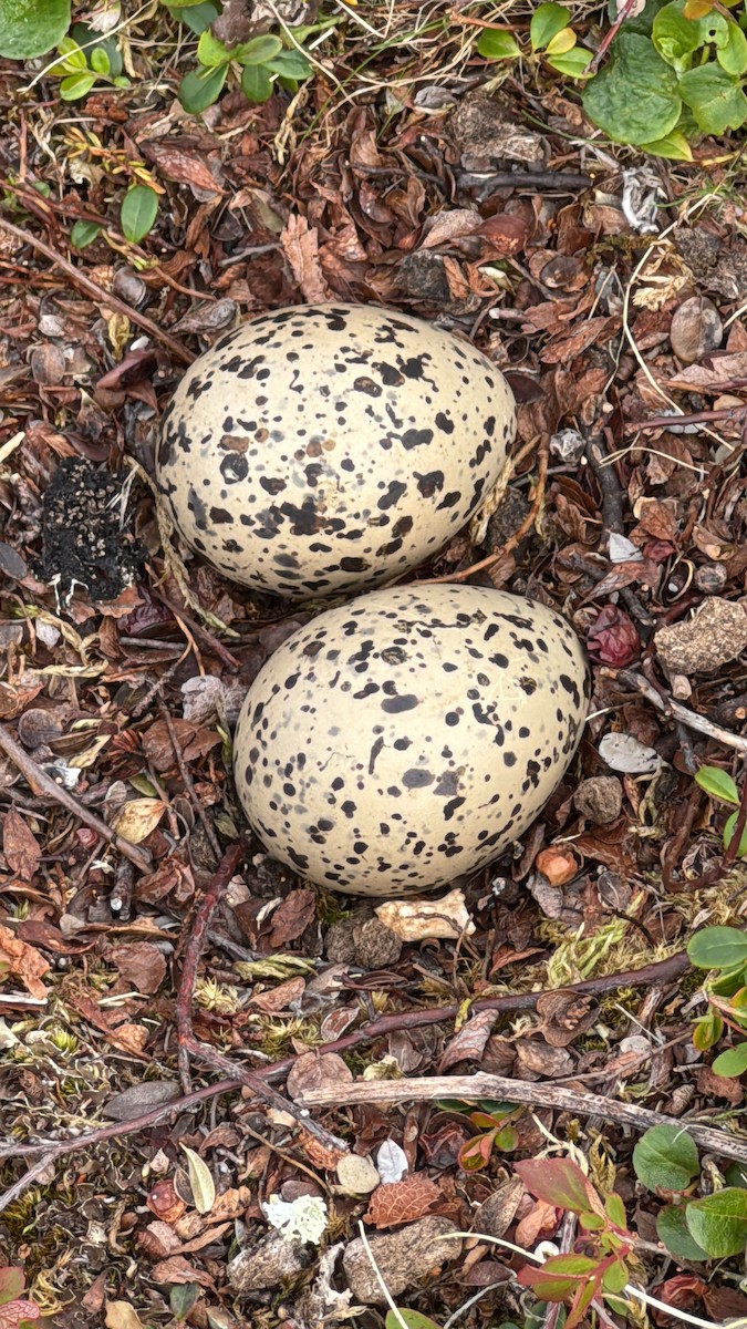 Eurasian Oystercatcher - ML638571764