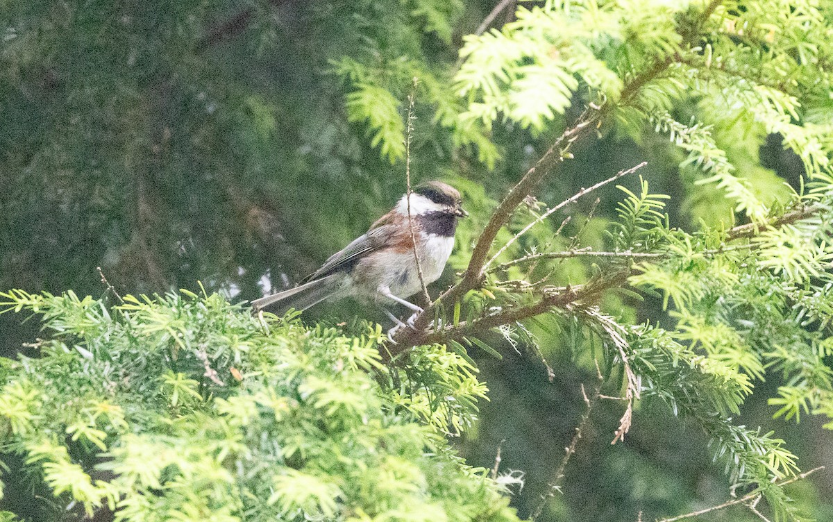 Chestnut-backed Chickadee - ML638571774