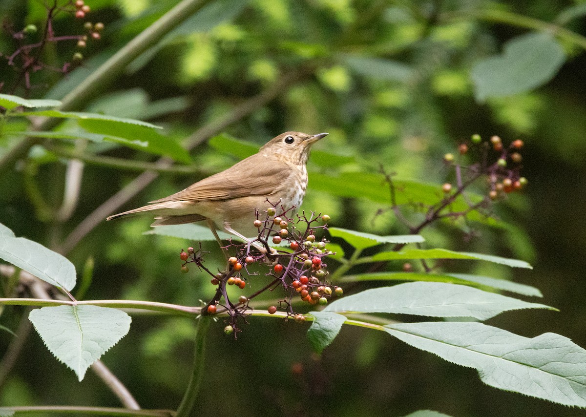 Swainson's Thrush - ML638571779