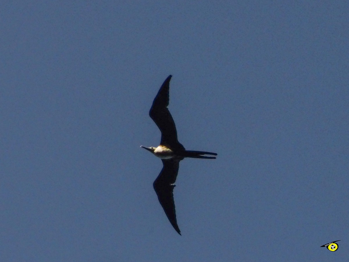 Magnificent Frigatebird - ML638571820