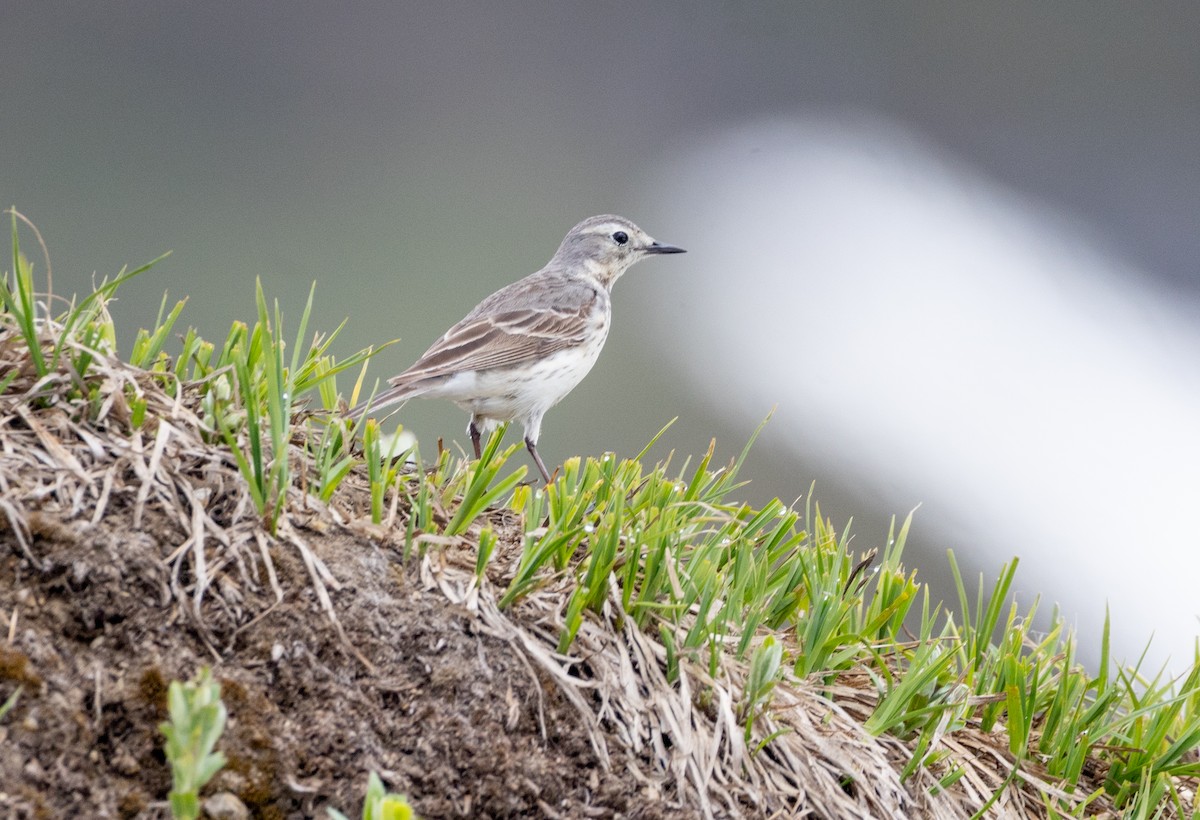 American Pipit - ML638571834