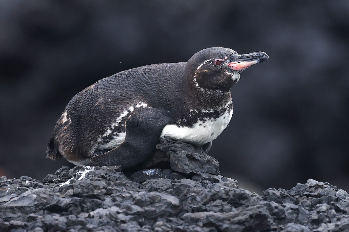Galapagos Penguin - ML638571838
