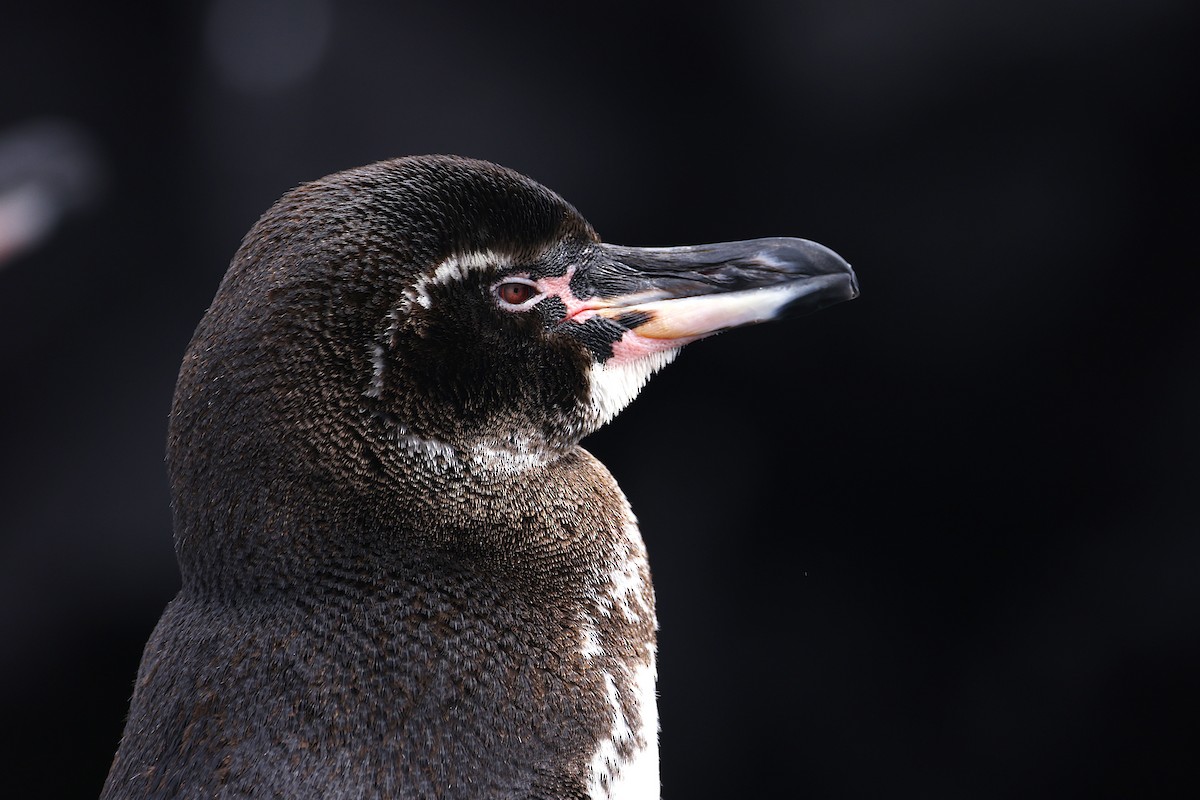 Galapagos Penguin - ML638571839
