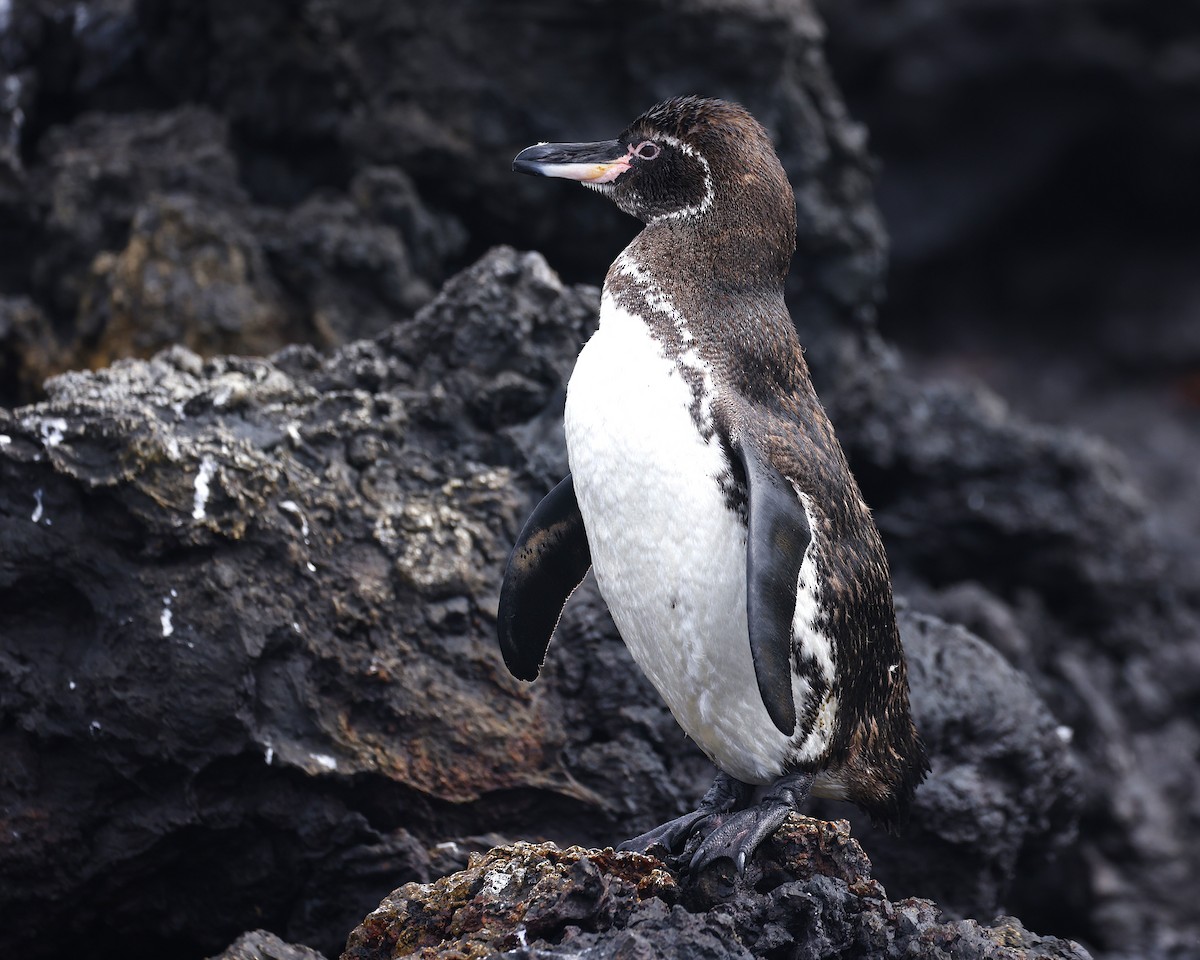 Galapagos Penguin - ML638571840