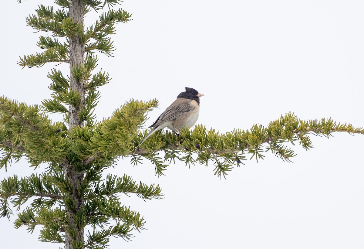 Dark-eyed Junco - ML638571851