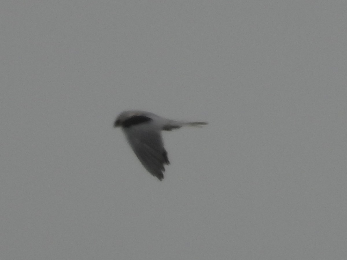 White-tailed Kite - ML638571857