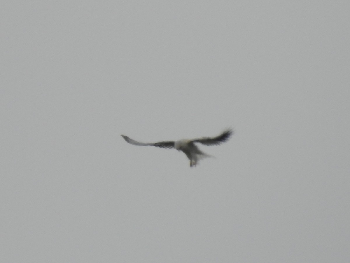 White-tailed Kite - ML638571858