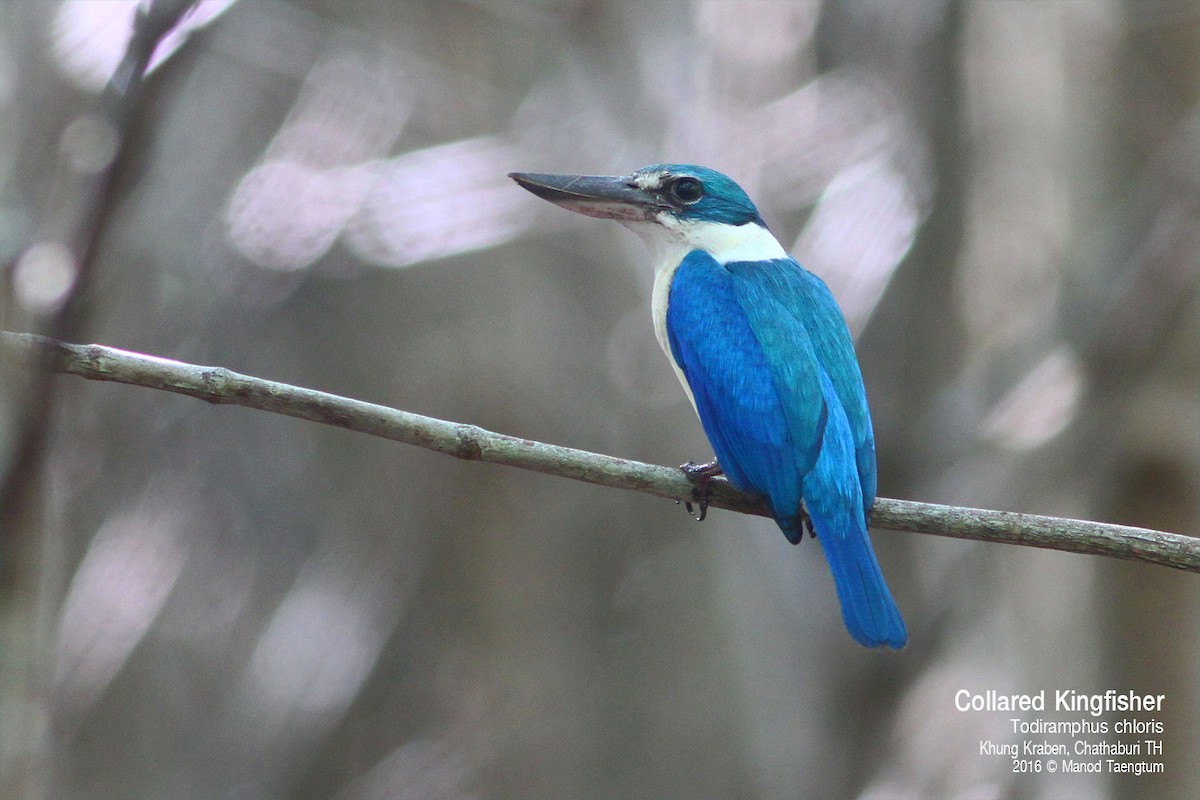 Воротничковая альциона - ML638571868