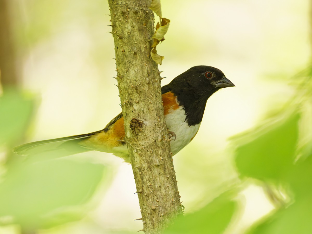 ワキアカトウヒチョウ - ML638571928