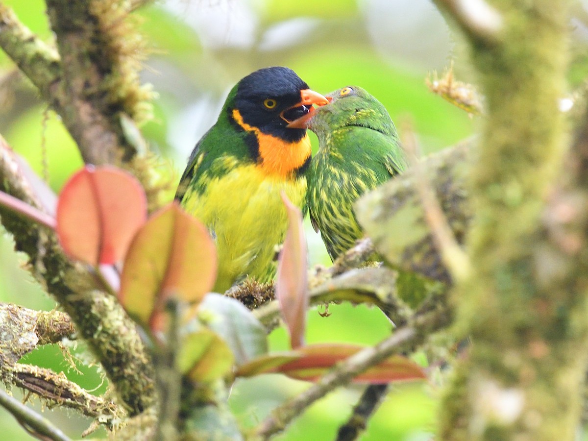 Orange-breasted Fruiteater - ML638571953