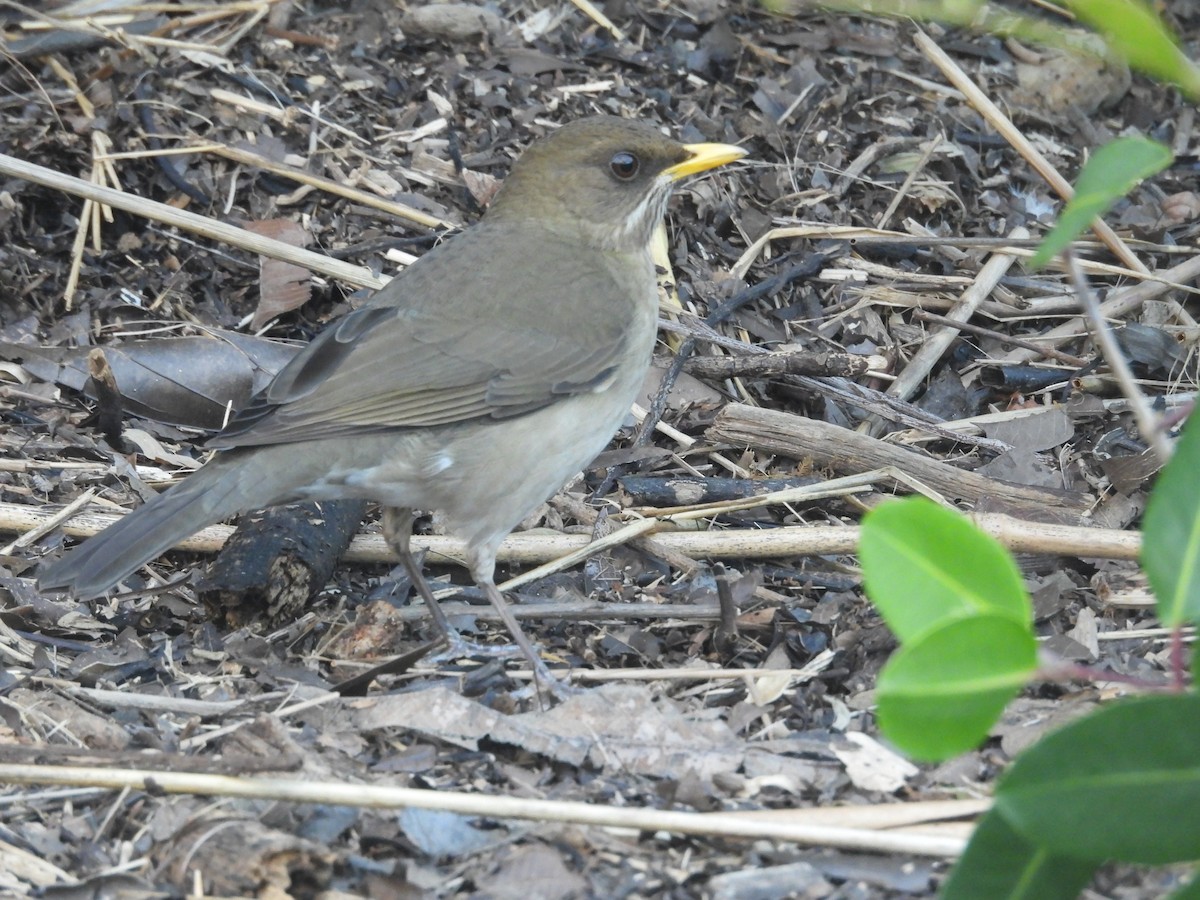 Creamy-bellied Thrush - ML638571956