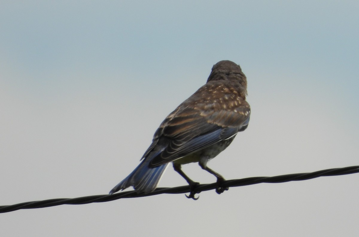 Eastern Bluebird - ML638571958