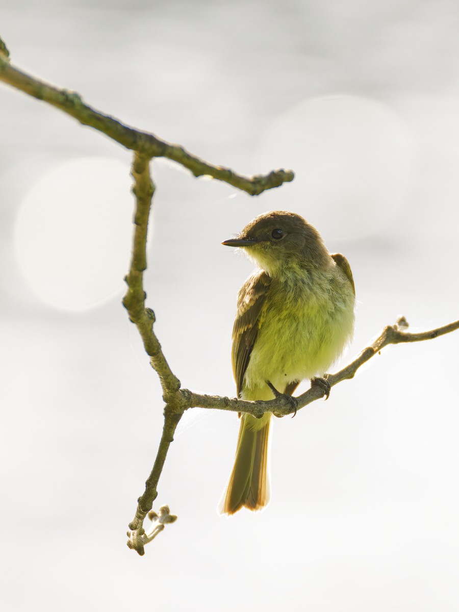 Eastern Phoebe - ML638571959