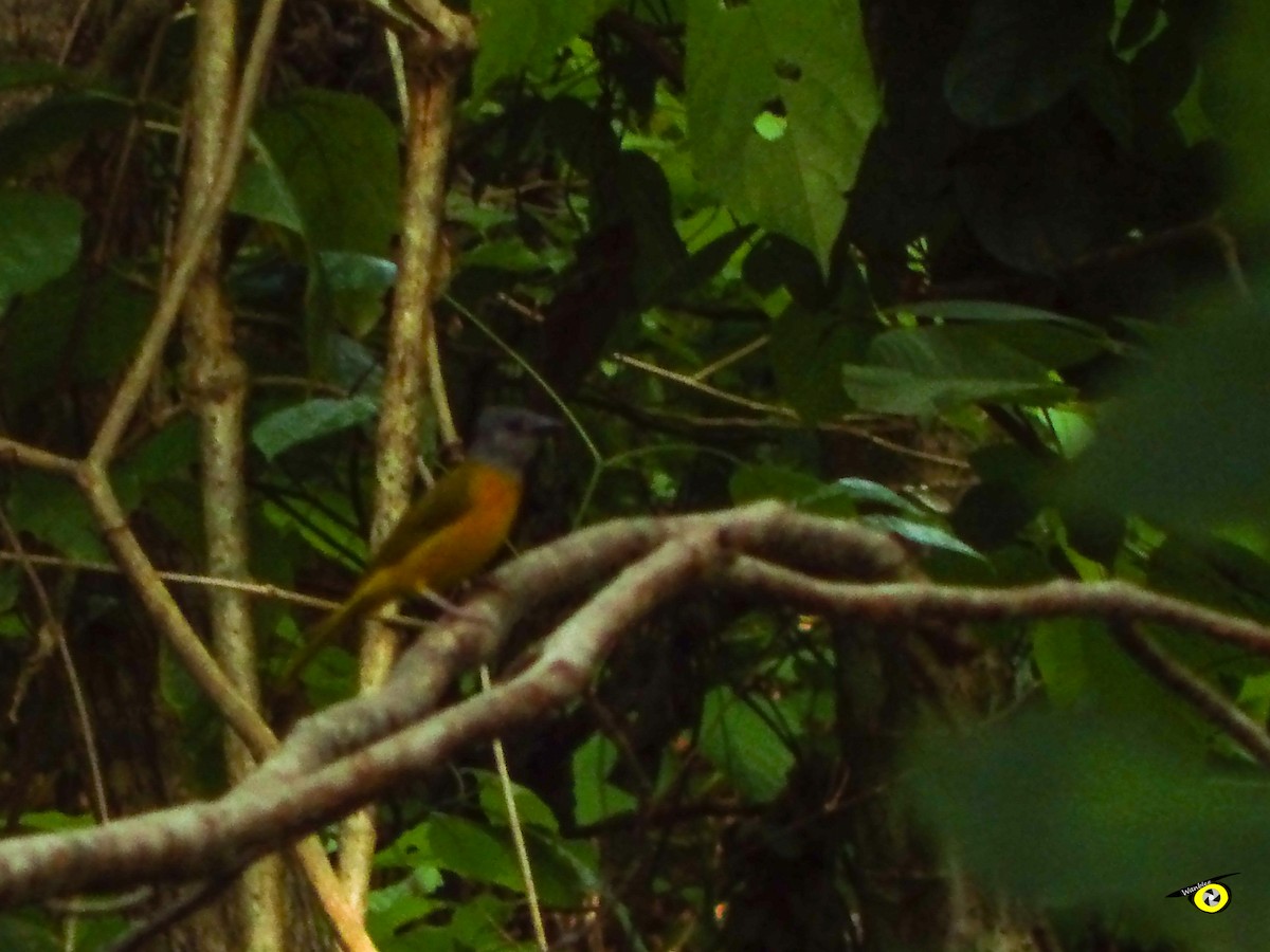 Gray-headed Tanager - ML638571960