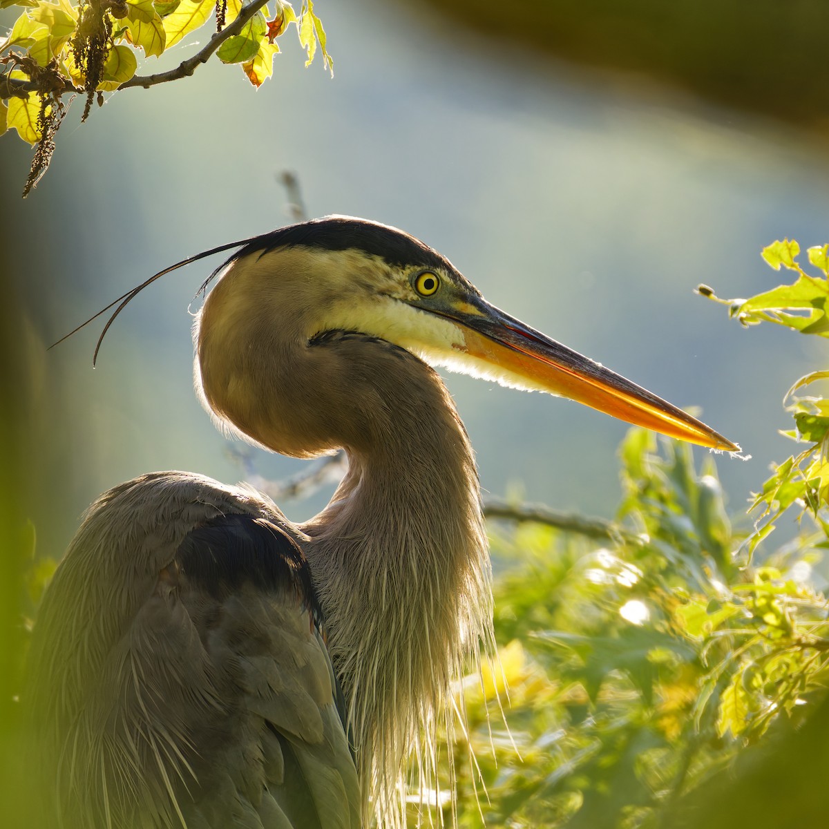 Great Blue Heron - ML638571961