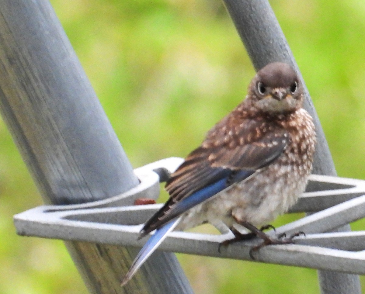 Eastern Bluebird - ML638571962