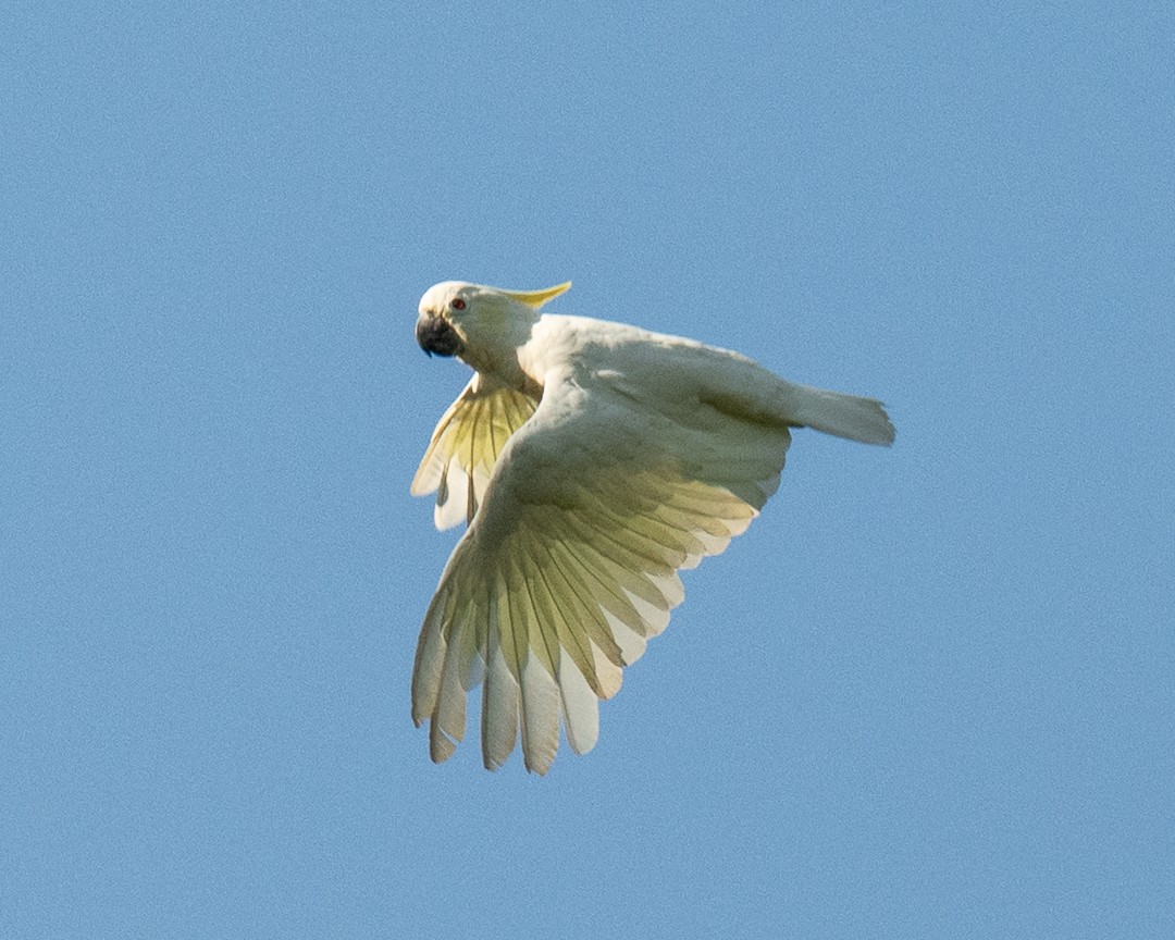 Yellow-crested Cockatoo - ML638571964