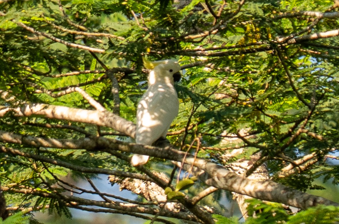Yellow-crested Cockatoo - ML638571965
