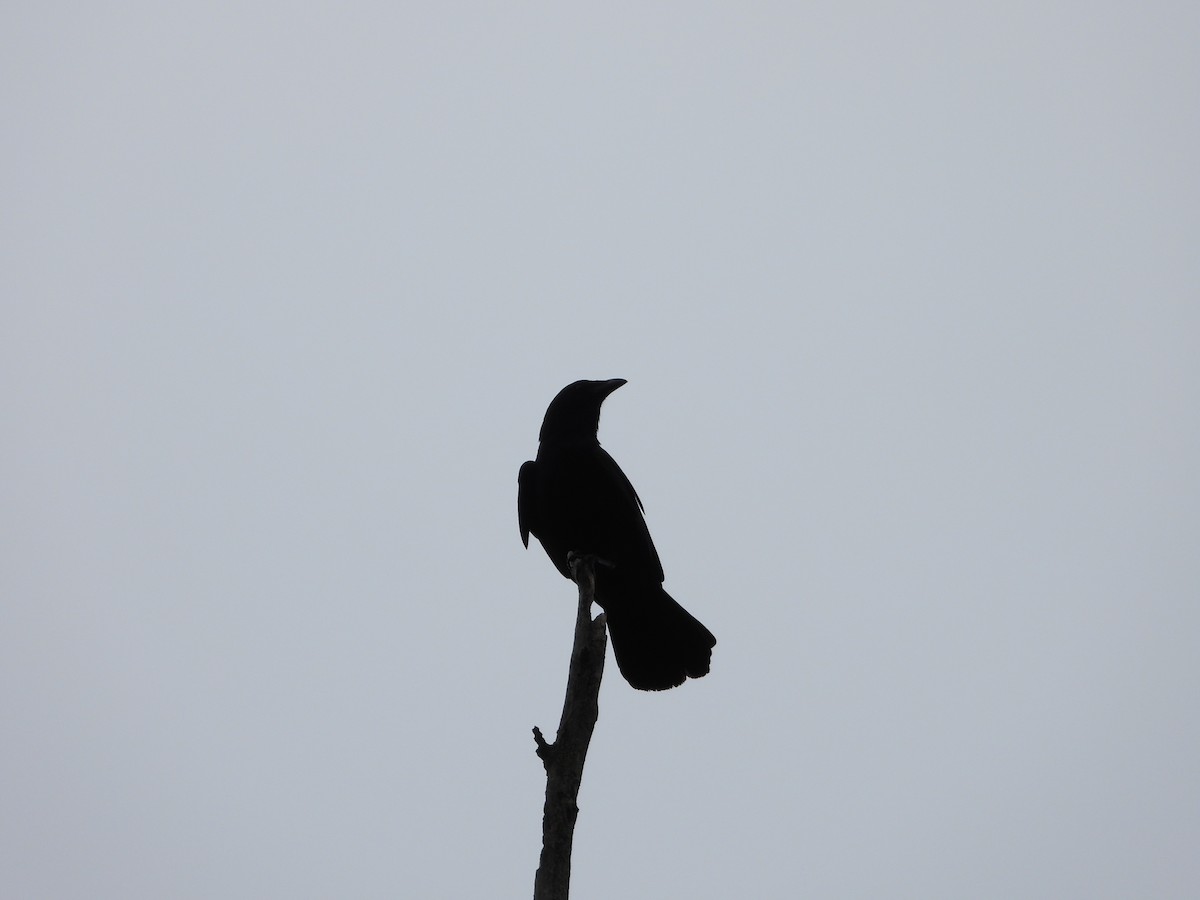 Fish Crow - ML638571966