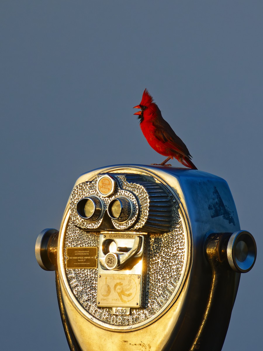 Northern Cardinal - ML638571970