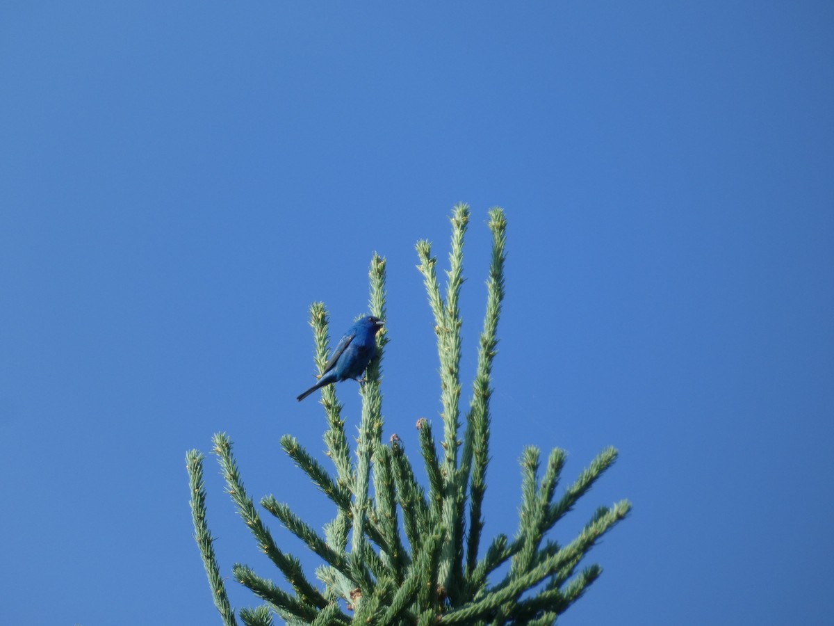 Indigo Bunting - ML638571971