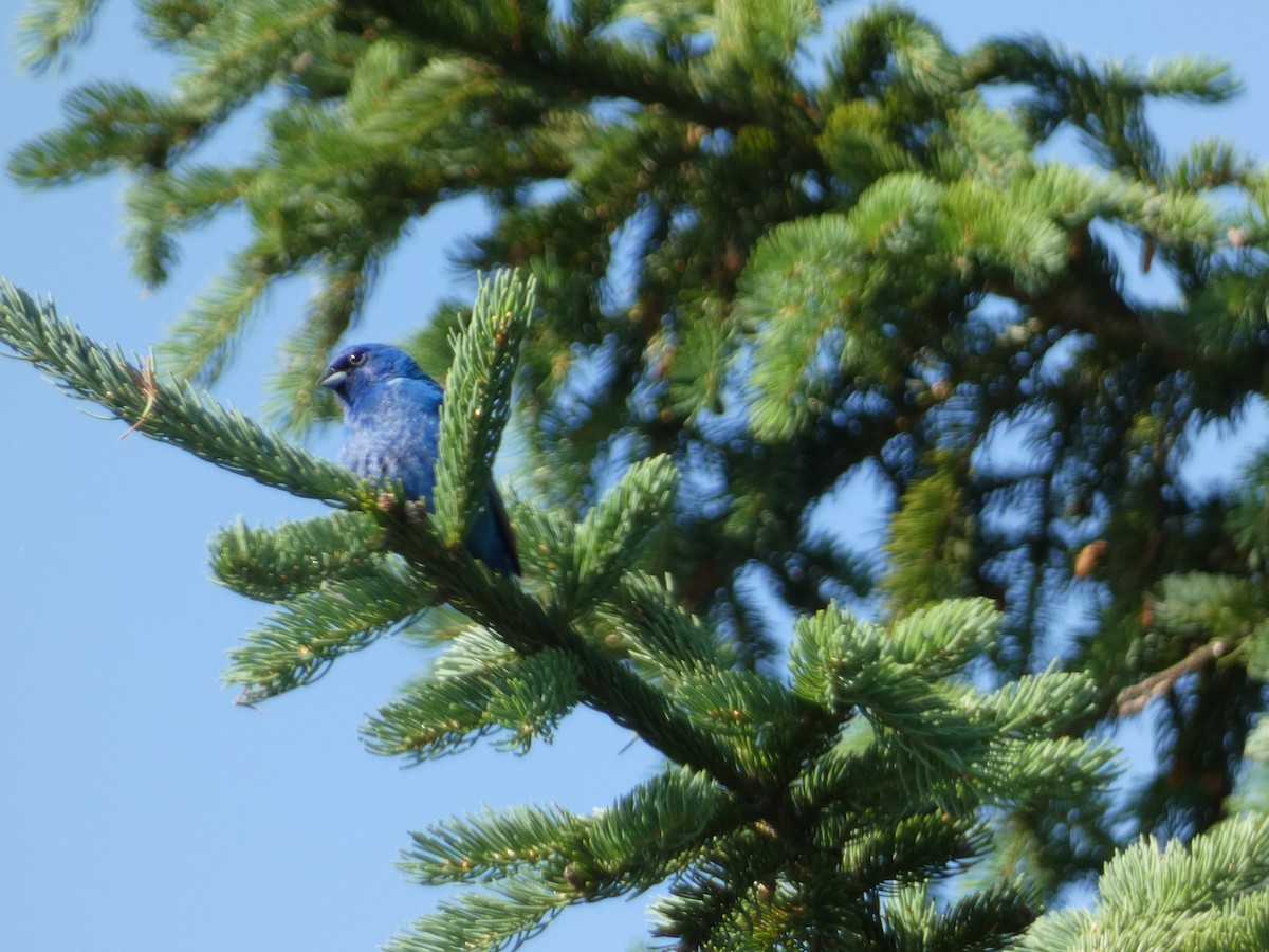 Indigo Bunting - ML638571972