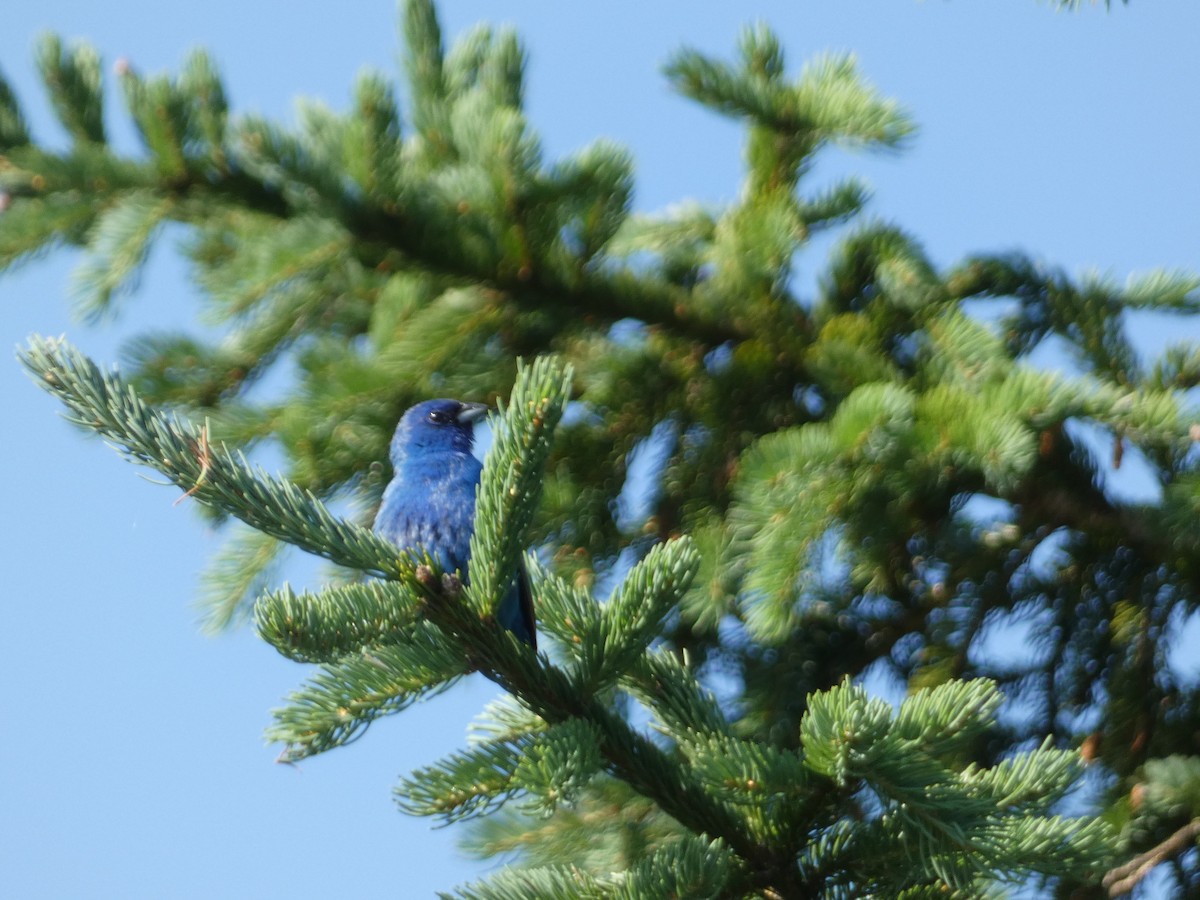 Indigo Bunting - ML638571974