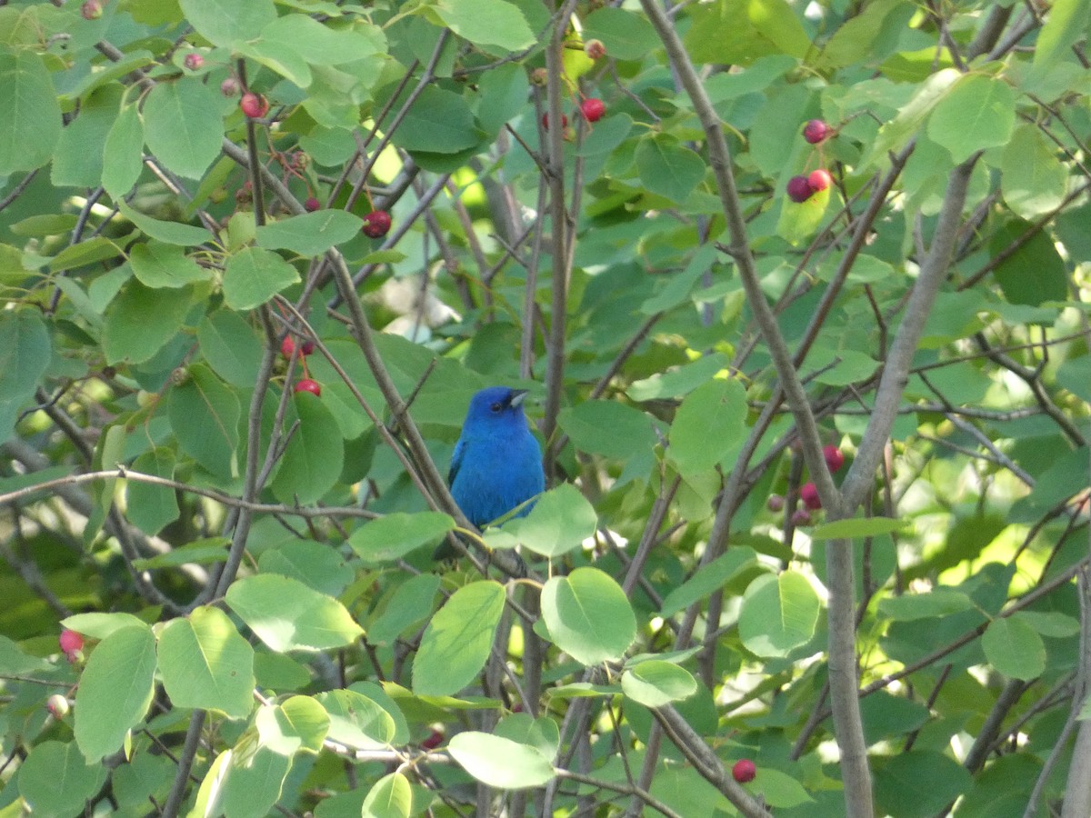 Indigo Bunting - ML638571975