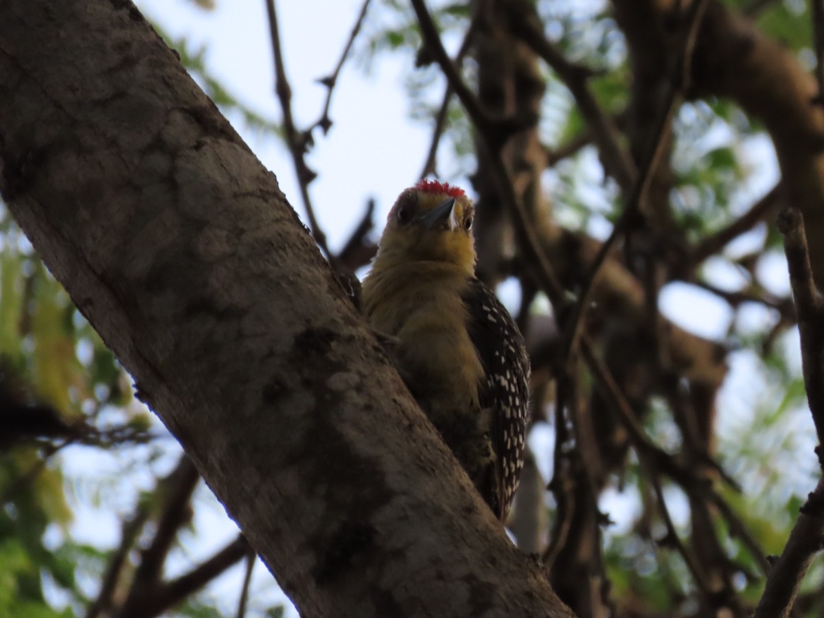 Red-crowned Woodpecker - ML638571983