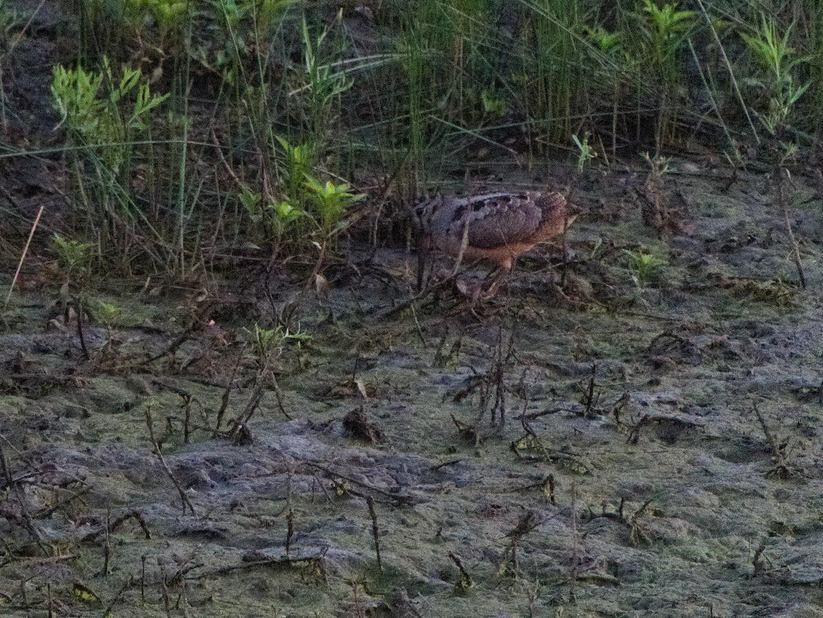 American Woodcock - ML638571987