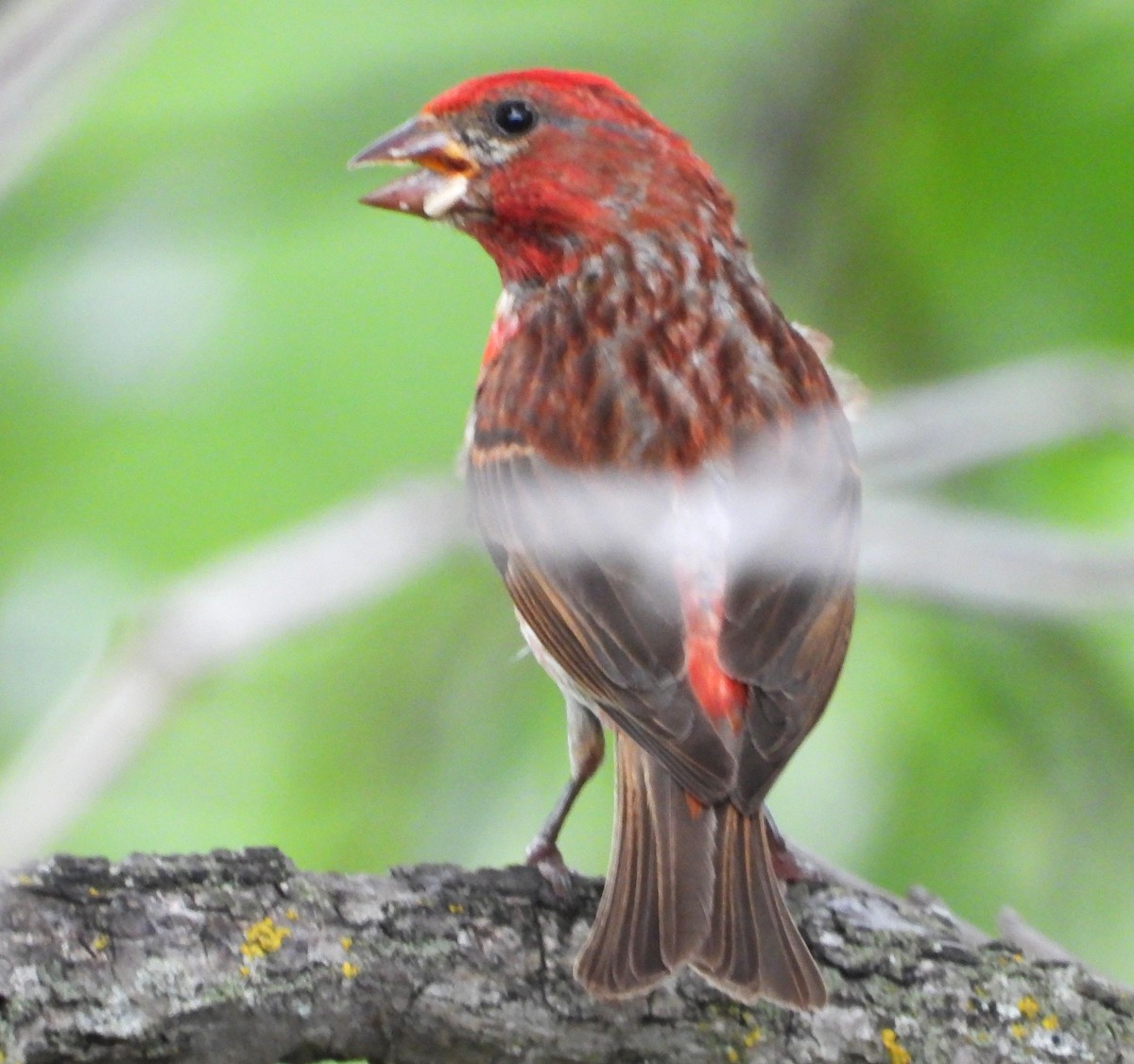 House Finch - ML638571990
