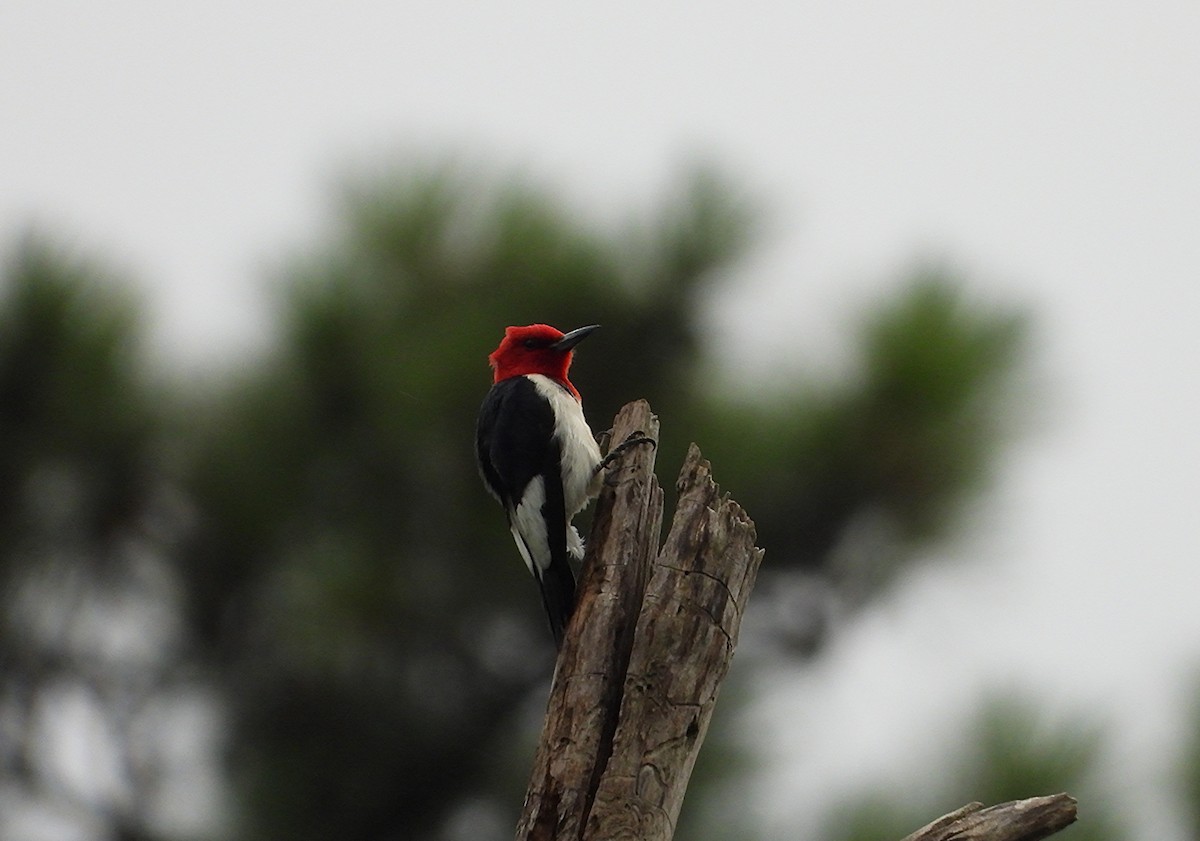 Red-headed Woodpecker - ML638571992