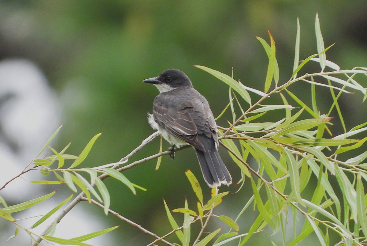 Eastern Kingbird - ML638571995