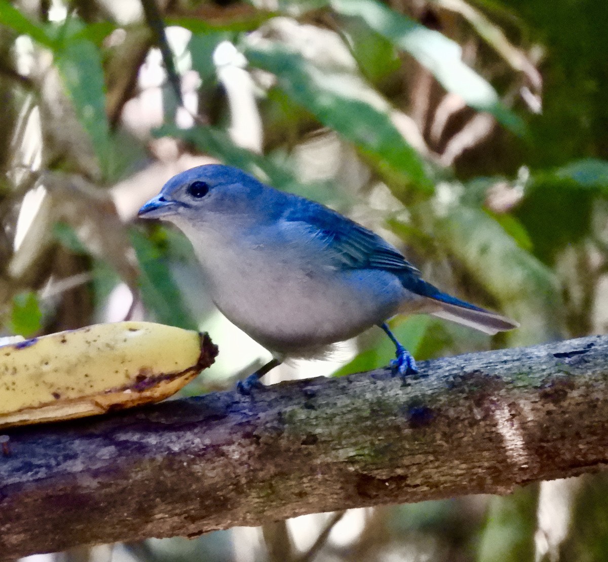 Sayaca Tanager - ML638572003