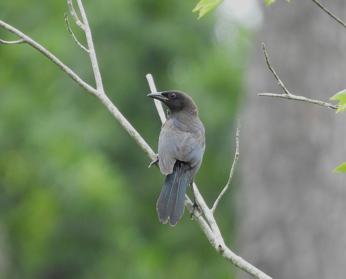 Common Grackle - ML638572007