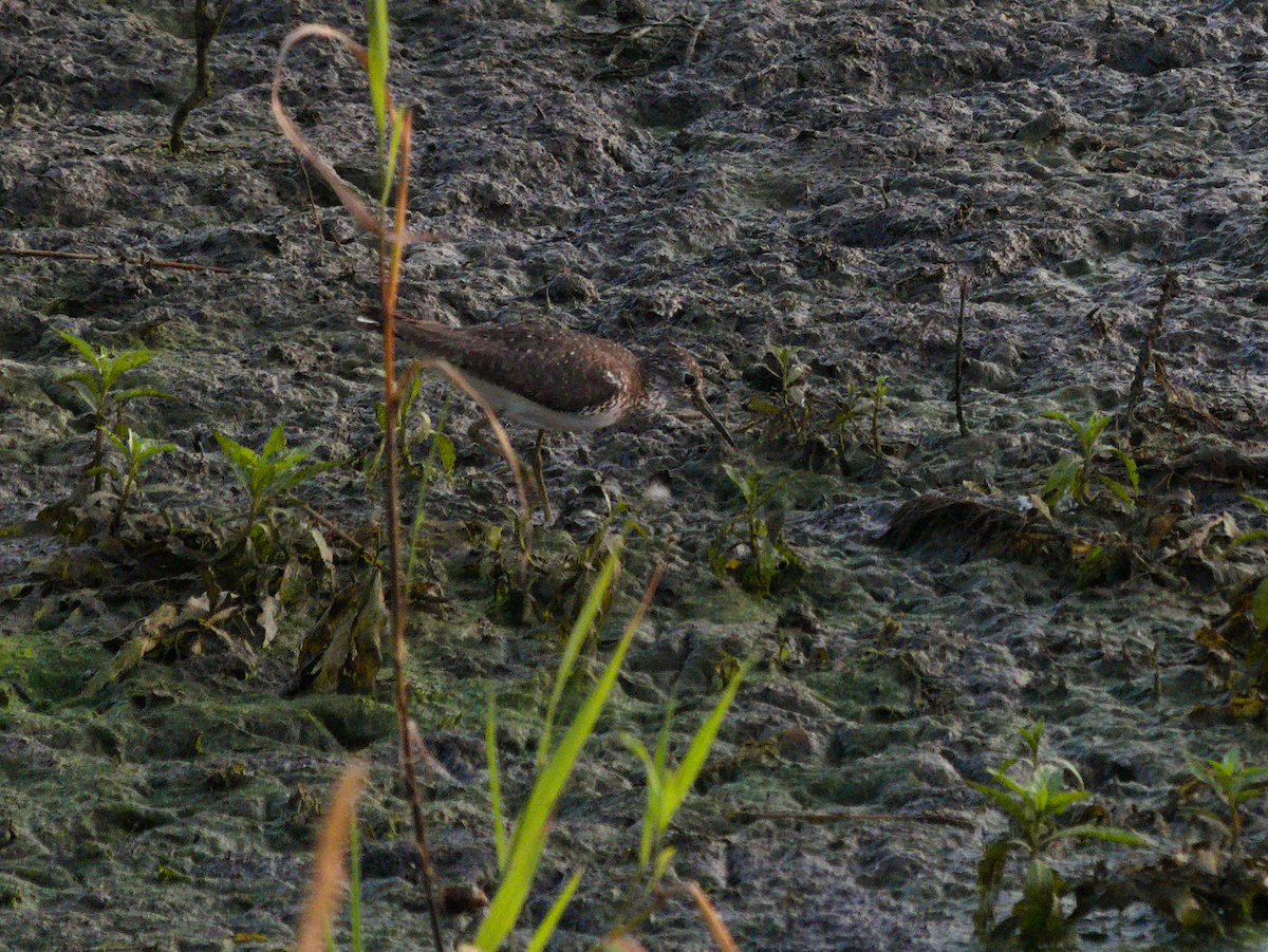 Einsiedelwasserläufer - ML638572011